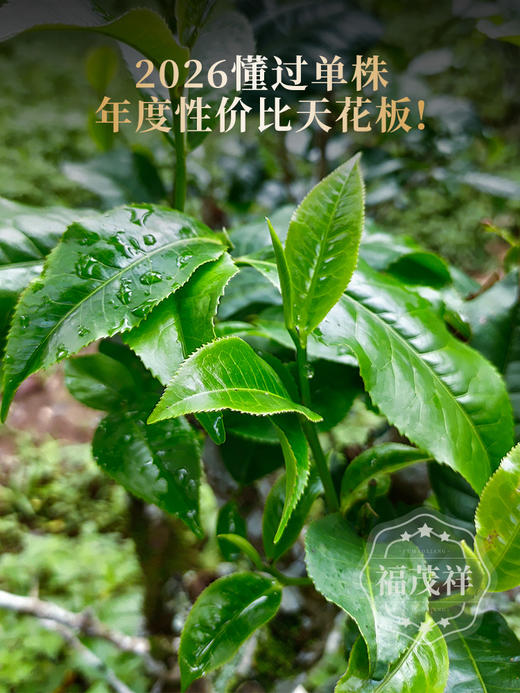 最后4饼！2026年春茶【懂过单株】古树茶，临沧茶区懂过核心茶地纯料古树茶357克普洱生茶 商品图2