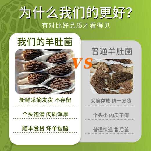 新鲜羊肚菌云南特产头茬新货精品现采菌菇羊肚菌非野生 商品图3