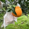 心选丨四川春见耙耙柑新鲜水果产地直发 商品缩略图5