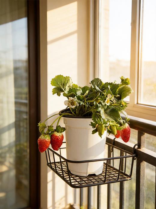 【29.9元2盆 草莓盆栽】预售3天内发 好看又能吃 带红草莓发货~ 商品图2