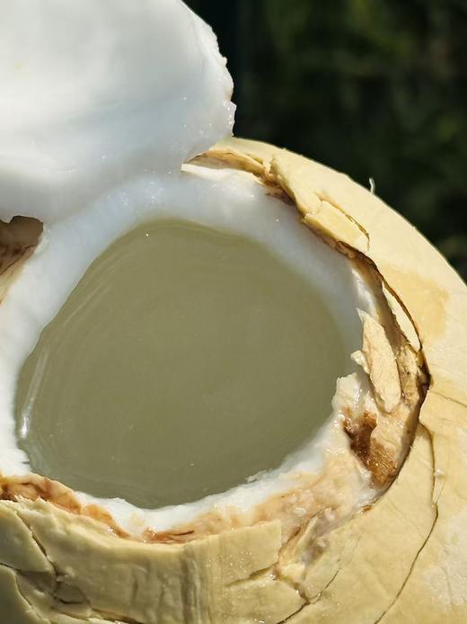 泰国进口COCO HERB奶香椰|椰汁清甜，富含电解质，直接插吸管喝超方便，也能做椰子鸡或甜品，健康又解渴~ 商品图4