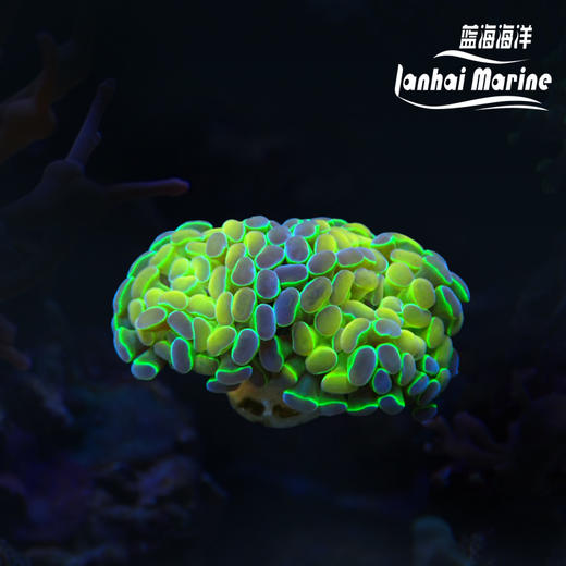 人工幻彩分枝榔头 商品图0
