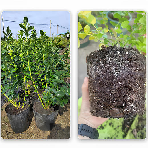 云南高原F6整颗蓝莓树果苗盆栽室外阳台果树果苗带果发货高产大果家庭种植 商品图4