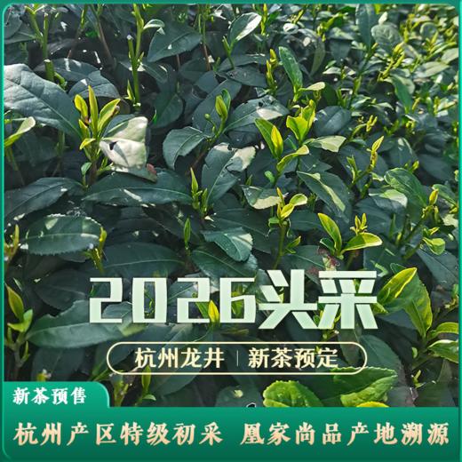 春日限定龙井茶！凰家尚品产地溯源 ！ 2026新茶 何盛号 杭州明前龙井茶 预售：3月27日左右发货 商品图0