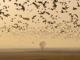 拍鸟专线·东营黄河口鸟浪、沿海潮汐树+烟墩角天鹅+青岛海滨4天/8天