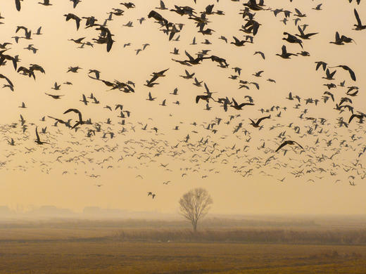 拍鸟专线·东营黄河口鸟浪、沿海潮汐树+烟墩角天鹅+青岛海滨4天/8天 商品图0