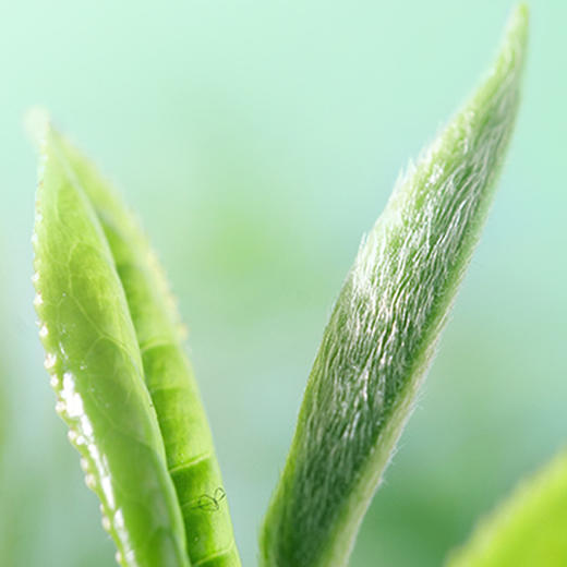 西湖龙井宽心特3A Plus 250g 商品图2