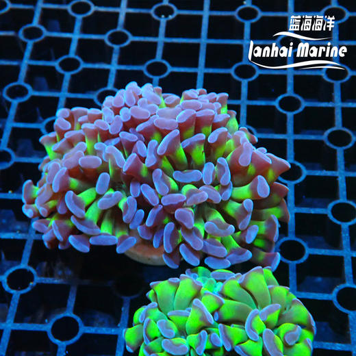 人工双色分枝榔头 商品图3