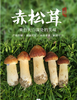 京东包邮，高山生态新鲜赤松茸 比肉还好吃基地直邮 商品缩略图1