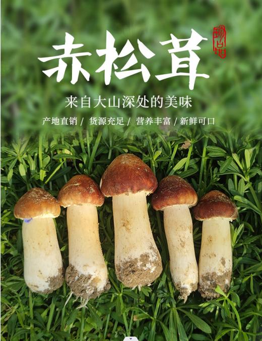 京东包邮，高山生态新鲜赤松茸 比肉还好吃基地直邮 商品图1