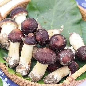 京东包邮，高山生态新鲜赤松茸 比肉还好吃基地直邮