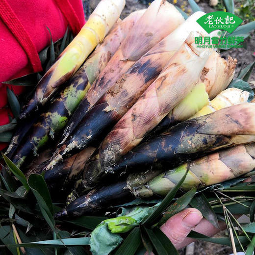 春季限定【雷竹鲜笋5斤装】老伙记细叶乌头雷竹笋5斤装 2026新鲜春笋 四川蒲江明月雷竹春笋 现挖嫩芽笋 鲜嫩去老根 冰袋保温箱发货 商品图4