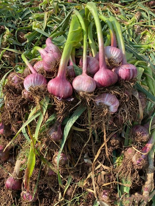 【产地直发】云南独头鲜蒜！每一个都是鸡蛋大小，又大又香又新鲜‼️每天三瓣蒜，大病好一半！高原来的紫皮蒜，香辣不一般！ 商品图8