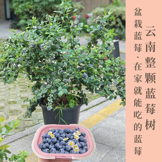 云南高原F6整颗蓝莓树果苗盆栽室外阳台果树果苗带果发货高产大果家庭种植 商品图0