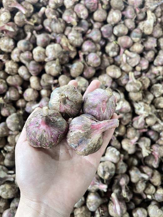 【产地直发】云南独头鲜蒜！每一个都是鸡蛋大小，又大又香又新鲜‼️每天三瓣蒜，大病好一半！高原来的紫皮蒜，香辣不一般！ 商品图5