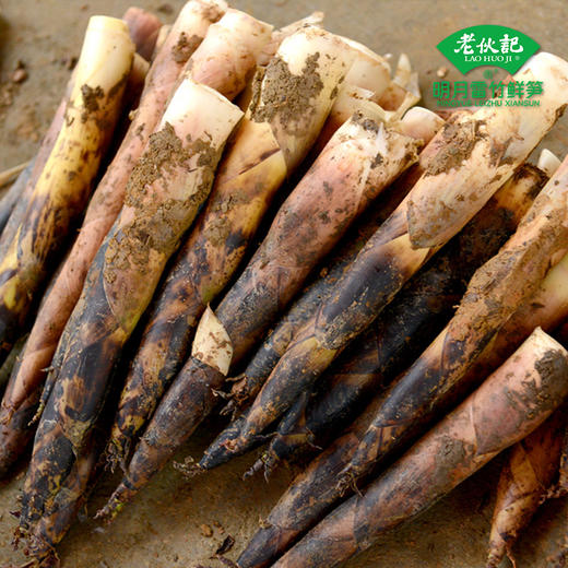 春季限定【雷竹鲜笋5斤装】老伙记细叶乌头雷竹笋5斤装 2026新鲜春笋 四川蒲江明月雷竹春笋 现挖嫩芽笋 鲜嫩去老根 冰袋保温箱发货 商品图3