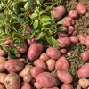 【老友回馈❗️】高原红皮土豆丨高原种植，口感粉糯，每一口都是小时候的味道。中通快递 商品缩略图2