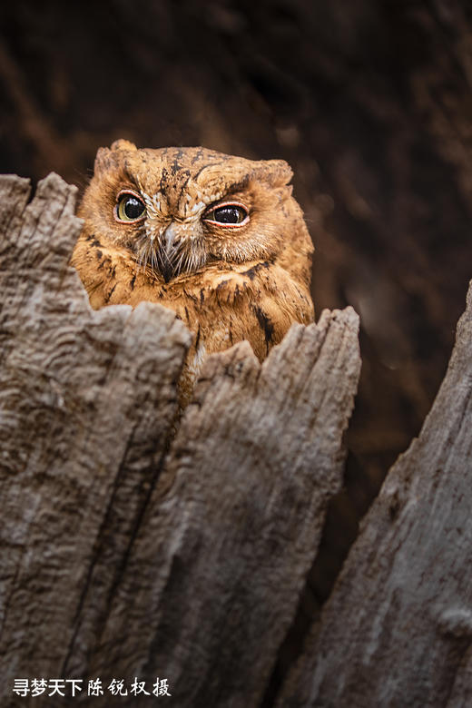 非洲·马达加斯加 12 天摄影创作之旅 商品图4