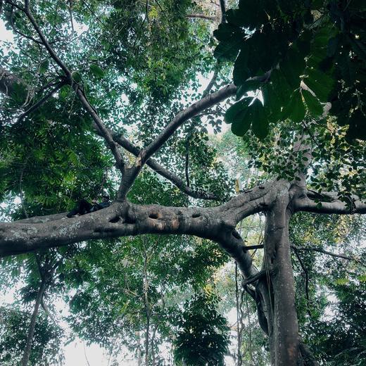 【暑假】何以版纳，当自然王国开始说话【树语】6天5晚 商品图4