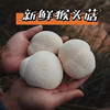 京东包邮，新鲜运输🚚新鲜猴头菇 当天现摘现发基地直邮 商品缩略图0