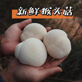 京东包邮，新鲜运输🚚新鲜猴头菇 当天现摘现发基地直邮
