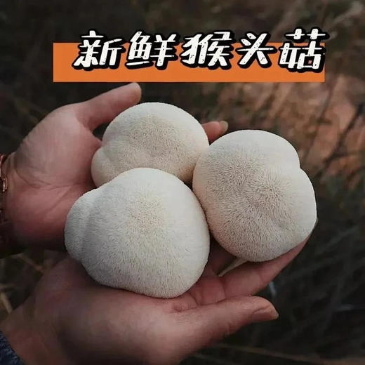 京东包邮，新鲜运输🚚新鲜猴头菇 当天现摘现发基地直邮 商品图0