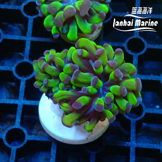 人工双色分枝榔头 商品图2