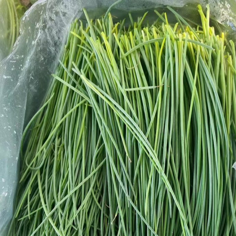 大漠沙葱#新鲜蔬菜，民勤特产，凉拌小香葱火锅饺子馅 炒鸡蛋等