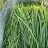 甘肃民勤沙葱 | 沙漠里的“翡翠鲜蔬” !一口脆嫩，满嘴清香 ! 葱味十足色泽深绿,凉拌开胃入馅提香! 商品缩略图5