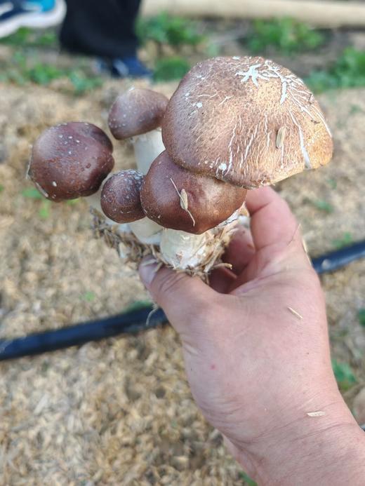 春日从化野趣1日营 商品图1