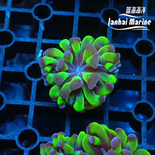 人工双色分枝榔头 商品图1