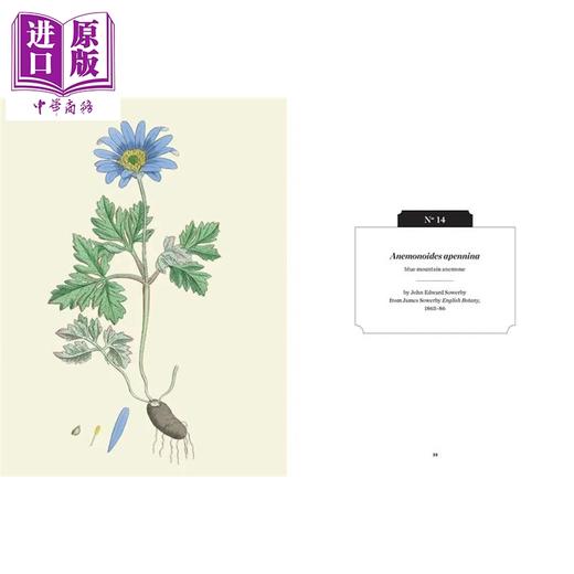 预售 【中商原版】野花 英国皇家植物园口袋书系 Kew Pocketbooks Wildflowers 英文原版 Ed Ikin Royal Botanic Gardens 邱园自然百科 商品图3