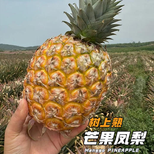 贝壳-芒果凤梨   芒果的浓香 × 凤梨的清甜 一香二甜 风味浓郁有层次 果肉细腻化渣，不塞牙 商品图1