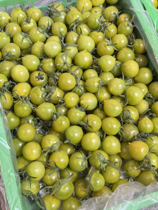 釜山绿千禧番茄（散称39.8/2斤称重补差） 商品图0