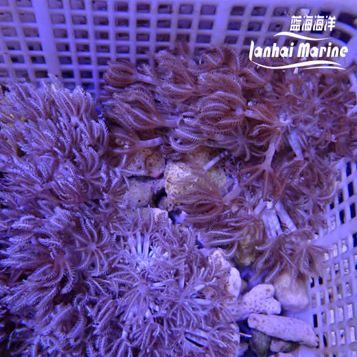 闪千手-人工 商品图3