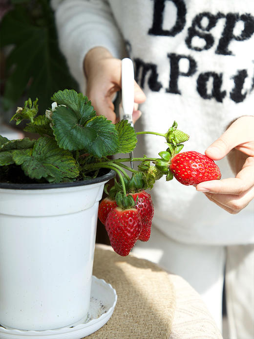 【29.9元2盆 草莓盆栽】预售3天内发 好看又能吃 带红草莓发货~ 商品图9