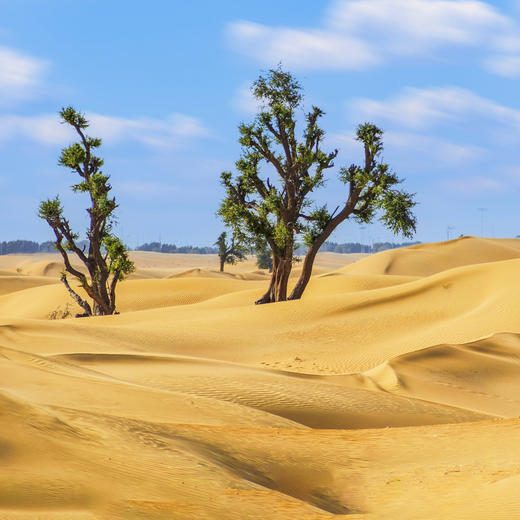 【迪拜•当地玩乐】迪拜沙漠冲沙一日游【网红沙漠营地+日落+骑骆驼+表演+晚餐】 商品图2