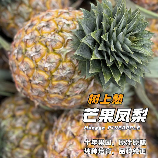 贝壳-芒果凤梨   芒果的浓香 × 凤梨的清甜 一香二甜 风味浓郁有层次 果肉细腻化渣，不塞牙 商品图2