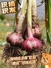 【产地直发】云南独头鲜蒜！每一个都是鸡蛋大小，又大又香又新鲜‼️每天三瓣蒜，大病好一半！高原来的紫皮蒜，香辣不一般！ 商品缩略图7