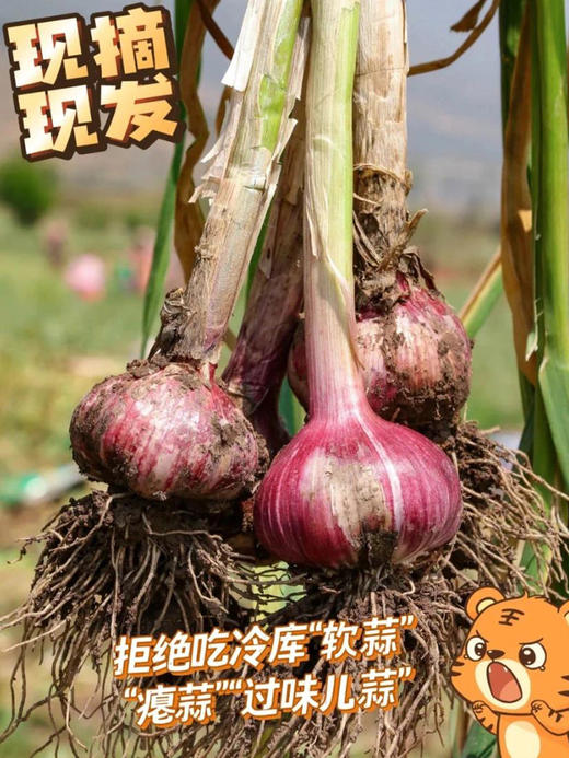 【产地直发】云南独头鲜蒜！每一个都是鸡蛋大小，又大又香又新鲜‼️每天三瓣蒜，大病好一半！高原来的紫皮蒜，香辣不一般！ 商品图7