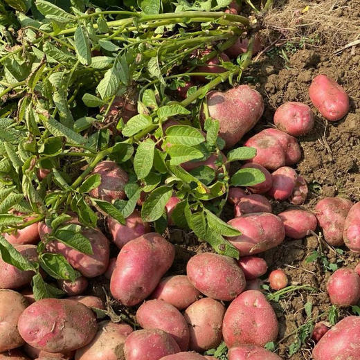 比肉还好吃【大福的土豆】云南轿子雪山脚下 红皮黄心粉粉糯糯 云南原生老种 古法生态耕种  商品图6