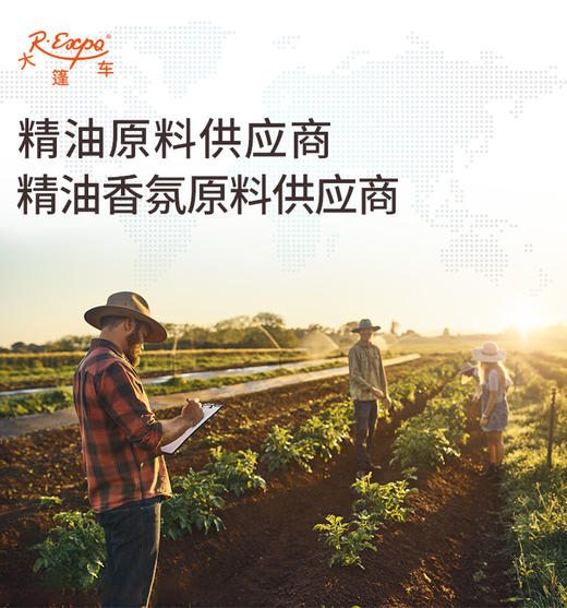 薰衣草檀香按摩油原料批发芳疗工厂品牌方线下机构推荐大篷车精油 商品图2