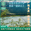 春日限定龙井茶！凰家尚品产地溯源 ！ 2026新茶 何盛号 杭州明前龙井茶 预售：3月27日左右发货 商品缩略图1
