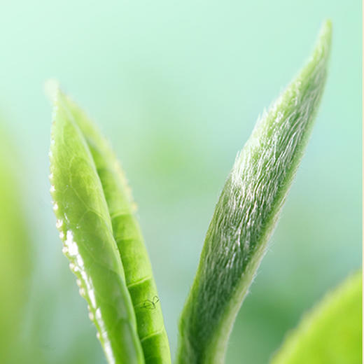 西湖龙井峰·观鱼礼盒 100g 商品图2