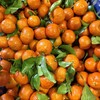 家庭装～广西荔浦砂糖橘【净重约5斤】：颗颗精选，树上自然成熟果	，全程农家肥，风味浓郁！ 商品缩略图0