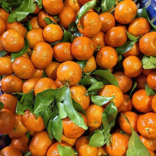 家庭装～广西荔浦砂糖橘【净重约5斤】：颗颗精选，树上自然成熟果	，全程农家肥，风味浓郁！ 商品图0