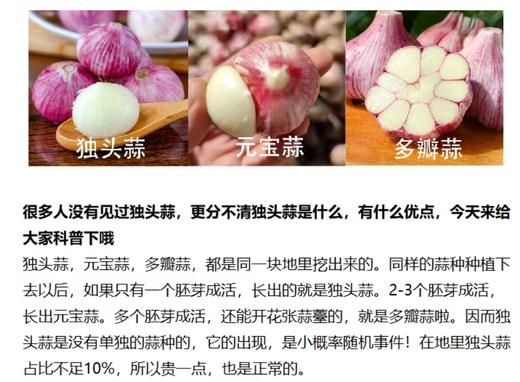【产地直发】云南独头鲜蒜！每一个都是鸡蛋大小，又大又香又新鲜‼️每天三瓣蒜，大病好一半！高原来的紫皮蒜，香辣不一般！ 商品图10