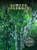 最后4饼！2026年春茶【懂过单株】古树茶，临沧茶区懂过核心茶地纯料古树茶357克普洱生茶 商品缩略图4