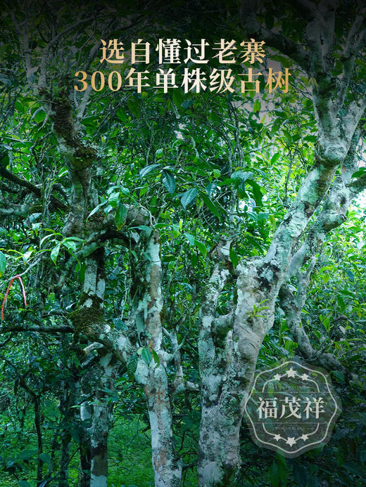 最后4饼！2026年春茶【懂过单株】古树茶，临沧茶区懂过核心茶地纯料古树茶357克普洱生茶 商品图4