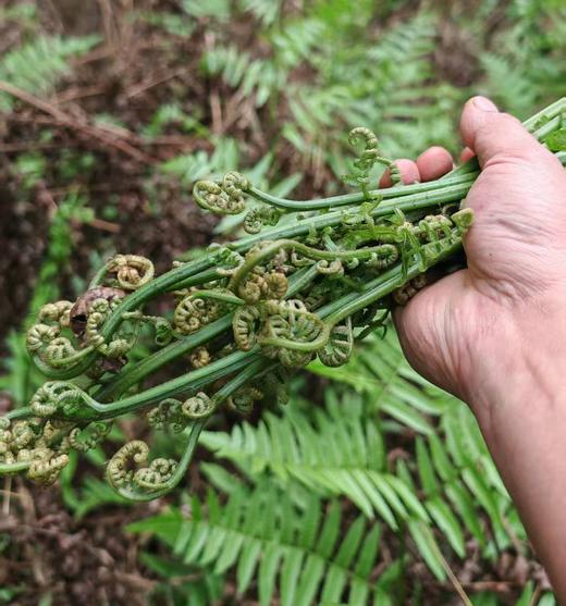 春日从化野趣1日营 商品图3